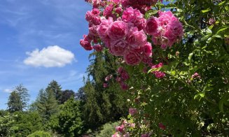 Un loc perfect pentru o plimbare de weekend: trandafirii sunt în plină înflorire la Grădina Botanică din Cluj-Napoca