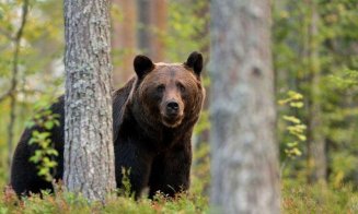 ALERTĂ în Cluj! A fost semnalată prezența unui URS / Ce trebuie să faci dacă îl întâlnești