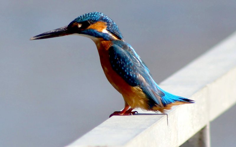Minune albastră pe Someș în Cluj-Napoca / Indicator important al sănătății ecosistemului acvatic. Distrugerea malurilor naturale e principala amenințare a speciei