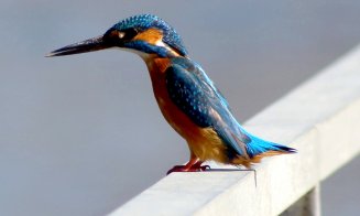 Minune albastră pe Someș în Cluj-Napoca / Indicator important al sănătății ecosistemului acvatic. Distrugerea malurilor naturale e principala amenințare a speciei