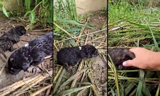 Cruzime față de animale în Cluj: Pui abia fătați, abandonați în câmp / Autoritățile, acuzate de complicitate prin lipsa de implicare
