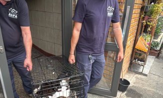 115 pisici salvate dintr-un apartament cu 2 camere / ”Și autorităților le-a luat ani de zile să facă ceva? Rușinos și jenant!”