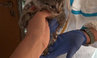 115 pisici salvate dintr-un apartament cu 2 camere / ”Și autorităților le-a luat ani de zile să facă ceva? Rușinos și jenant!”