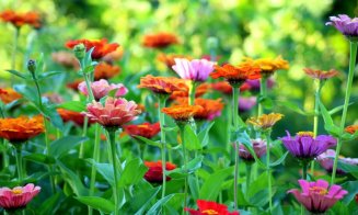 Trei plante care rezistă la secetă și nu trebuie udate în timpul valurilor de căldură