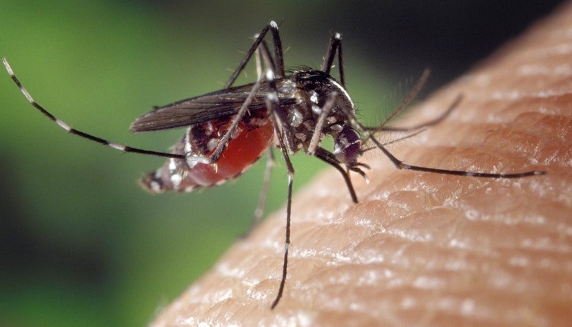 Virusul West Nile se răspândește în Europa! Grecia raportează deja 21 de cazuri/ Infectări și în România, inclusiv un deces