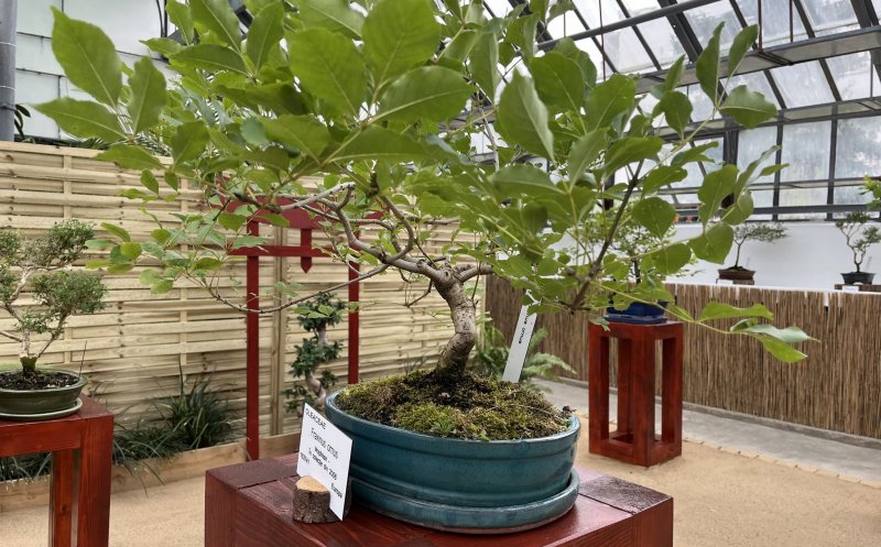 Peste 60 de bonsai spectaculoși pot fi admirați la Grădina Botanică din Cluj-Napoca