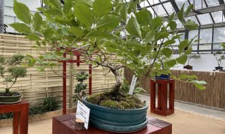 Peste 60 de bonsai spectaculoși pot fi admirați la Grădina Botanică din Cluj-Napoca