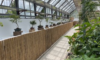 Peste 60 de bonsai spectaculoși pot fi admirați la Grădina Botanică din Cluj-Napoca