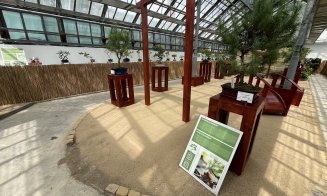 Peste 60 de bonsai spectaculoși pot fi admirați la Grădina Botanică din Cluj-Napoca