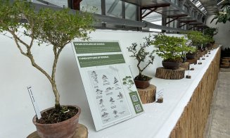 Peste 60 de bonsai spectaculoși pot fi admirați la Grădina Botanică din Cluj-Napoca