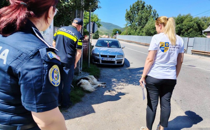 Continuă acțiunile privind gestionarea câinilor cu și fără stăpân din județul Cluj