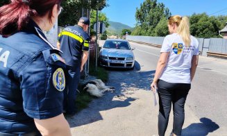 Continuă acțiunile privind gestionarea câinilor cu și fără stăpân din județul Cluj