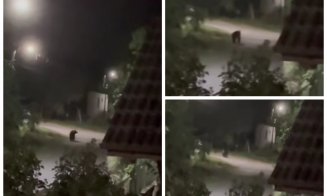 Panică într-un sat din Cluj. URS văzut la doar câțiva pași de porțile localnicilor