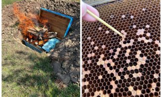 Lovitură grea pentru un apicultor din Cluj: Stupi de albine arși din cauza unei boli contagioase care atacă larvele