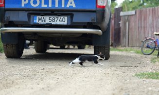 Acțiune pentru protecția animalelor în Cluj