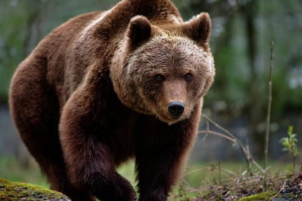 Un urs a fost împușcat după ce a intrat în mod repetat în anexele unui hotel