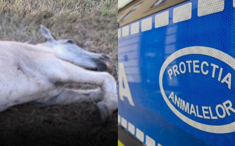 Anchetă penală în Cluj după imaginile cu un cal lovit în timp ce zăcea la pământ. Ce spun polițiștii