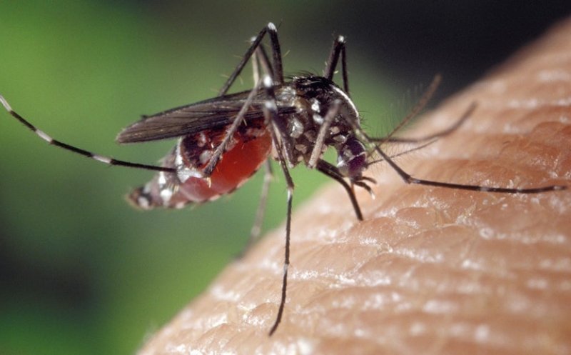 West Nile în România: peste 80 de cazuri în acest sezon. Clujul, printre județele afectate