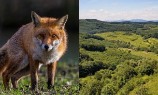 Începe vaccinarea vulpilor: momelile antirabice vor fi distribuite pe cale aeriană în pădurile din Cluj. Ce reguli trebuie respectate