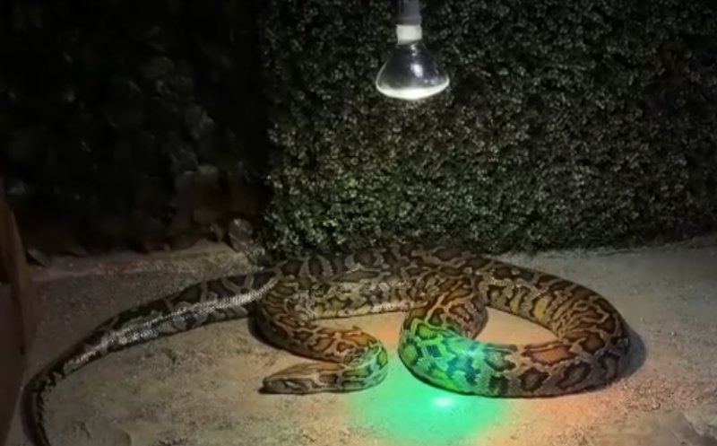 Scandal la o grădină zoologică din Ardeal. Un iepuraș viu, dat ca hrană unui piton, sub privirile vizitatorilor