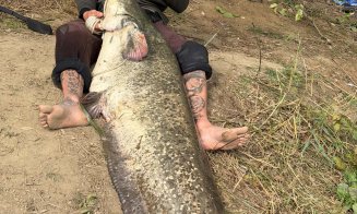 Captură record pe Someș! Un ”MONSTRU” de peste 2 metri și 65 de kilograme