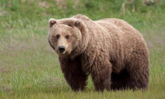 Urs în apropierea unei plaje de la Tarnița. Primarul din Gilău le cere oamenilor să nu se apropie de animal