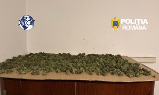 Descoperire șocantă în Cluj: plantații de canabis, ciuperci halucinogene și arme. Patru bărbați au fost arestați