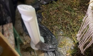 Descoperire șocantă în Cluj: plantații de canabis, ciuperci halucinogene și arme. Patru bărbați au fost arestați