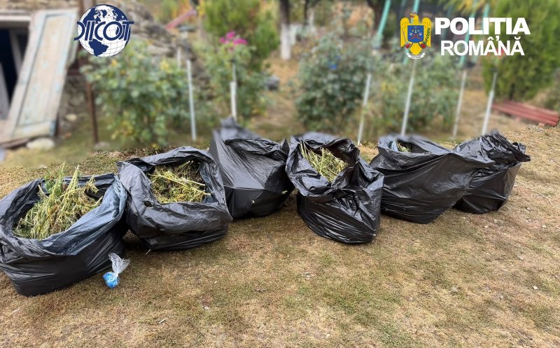 Descoperire șocantă în Cluj: culturi întinse de canabis, ciuperci halucinogene și arme. Patru bărbați, de pe "plantație", direct după gratii
