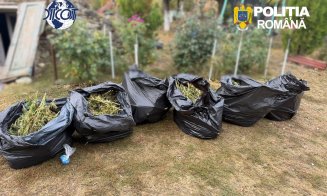 Descoperire șocantă în Cluj: culturi întinse de canabis, ciuperci halucinogene și arme. Patru bărbați, de pe "plantație", direct după gratii