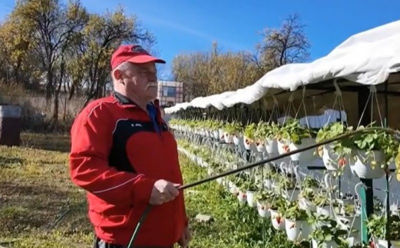 O idee de 2.000 de lei s-a transformat într-o grădină neobișnuită, în Cluj. Cultivă sute de ghivece cu căpșuni, chiar și în octombrie