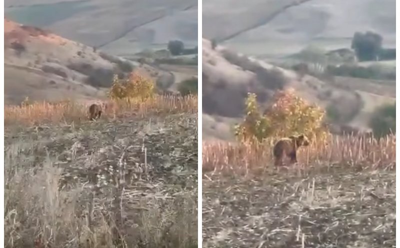 Alertă în Cluj: URS semnalat în apropierea unei comune. Primăria avertizează: "Nu vă apropiați de animal”