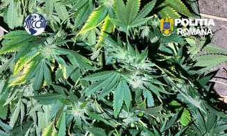 Doi bărbați, reținuți de polițiștii clujeni pentru trafic de droguri. Creșteau plante de canabis în grădină